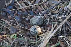 Burhinus capensis capensis