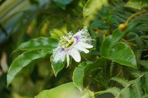 Passiflora edulis f. edulis image