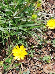 Ranunculoideae