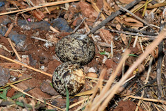 Burhinus capensis capensis