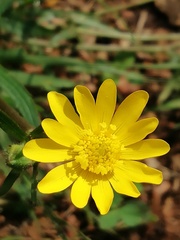 Ranunculoideae