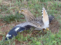 Burhinus capensis capensis
