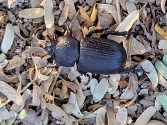 Hemiphileurus illatus