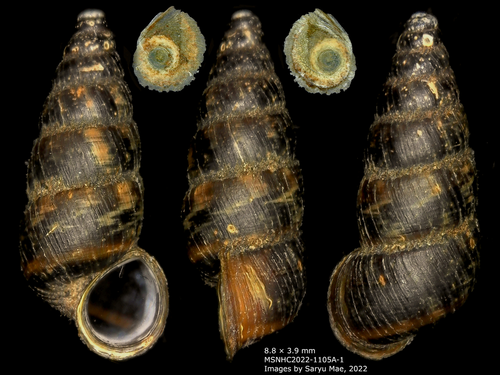 Liarea turriculata