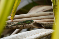 Phelsuma borbonica
