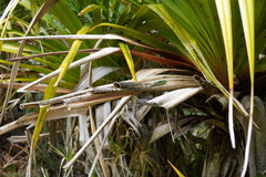 Phelsuma borbonica