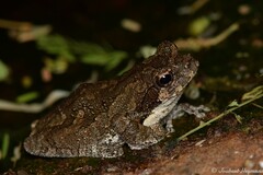 Chiromantis xerampelina