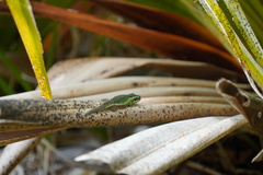 Phelsuma borbonica