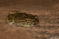 Sclerophrys garmani