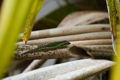 Phelsuma borbonica