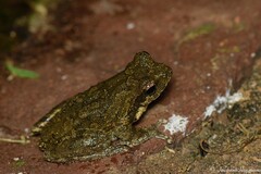 Chiromantis xerampelina