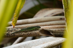 Phelsuma borbonica