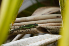 Phelsuma borbonica