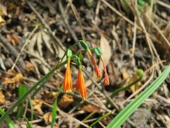 Stenomesson aurantiacum