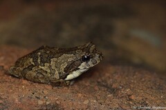 Chiromantis xerampelina