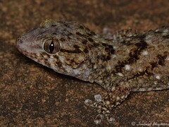 Chondrodactylus turneri