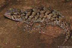 Chondrodactylus turneri