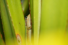 Phelsuma borbonica