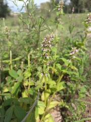 Stachys agraria