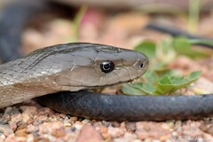 Dendroaspis polylepis