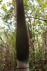 Acanthophoenix