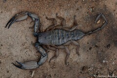 Hadogenes troglodytes