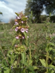 Stachys agraria