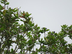 Mecocerculus leucophrys