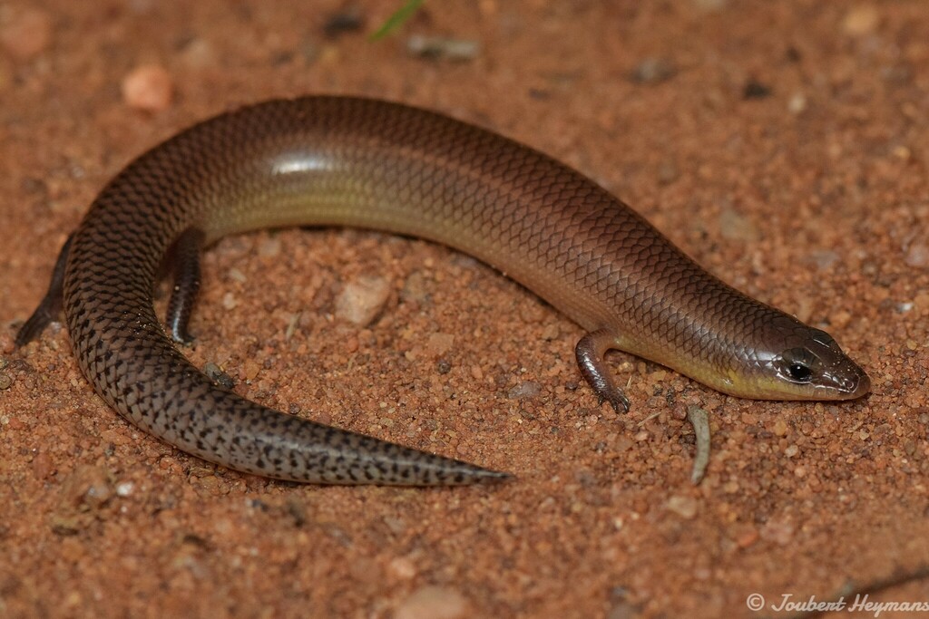 Sundevall's Writhing Skink