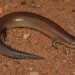 Sundevall's Writhing Skink - Photo (c) Joubert Heymans, some rights reserved (CC BY-NC-ND), uploaded by Joubert Heymans