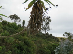 Siphocampylus giganteus