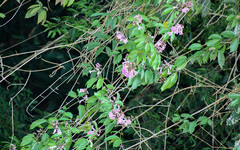 Bignonieae