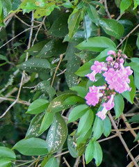 Bignonieae