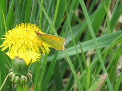 Colias dimera
