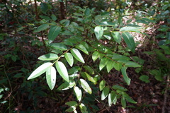Phyllanthaceae