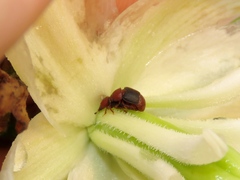 Caplothorax melanopterus