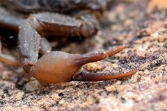 Parabuthus transvaalicus