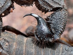 Parabuthus transvaalicus