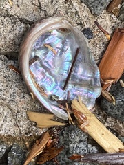 Haliotis kamtschatkana