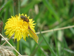Colias dimera