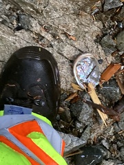 Haliotis kamtschatkana