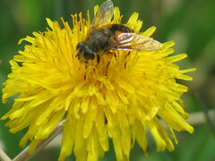 Eristalis bogotensis