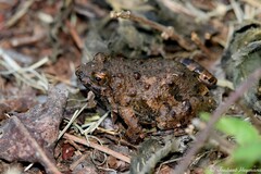 Phrynobatrachus natalensis