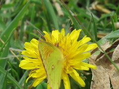 Colias dimera