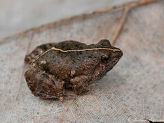 Phrynobatrachus natalensis