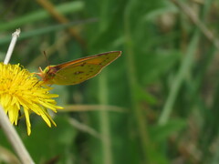 Colias dimera