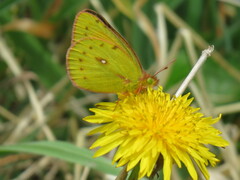 Colias dimera
