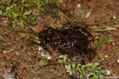 Phrynobatrachus natalensis