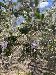Euryomyrtus ramosissima