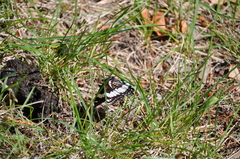 Limenitis weidemeyerii